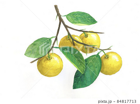 ゆず 84817713