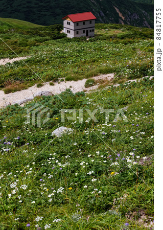 夏の朝日連峰・狐穴小屋と高山植物群落 84817755