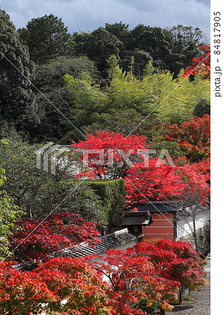 満願寺紅葉 満願寺紅葉 84817905