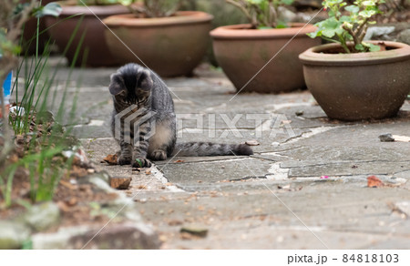 可愛い子猫 可愛い子猫 84818103