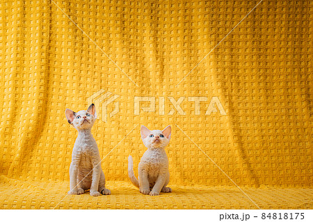 Two Funny Small Little White Devon Rex Kittens Kitty Cats On Yellow Plaid Background. Short-haired Cat Of English Breed. Shorthair Pet Cat Two Funny Small Little White Devon Rex Kittens Kitty Cats On Yellow Plaid Background. Short-haired Cat Of English Breed. Shorthair Pet Cat 84818175