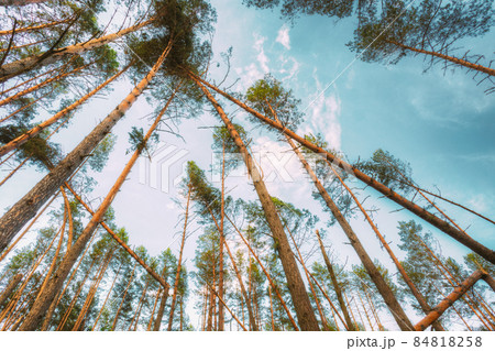 Windfall In Forest. Storm Damage. Windfall In Forest. Storm Damage. 84818258