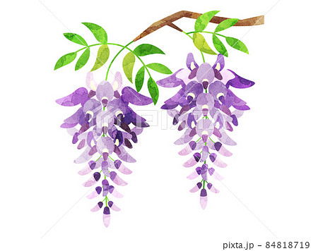 水彩風に加工した藤の花のイラスト 影なしのイラスト素材 [84818719