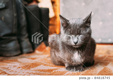 Russian Blue Cat Kitten With Green Eyes Resting On Porch Of An Old Village Rustic House Russian Blue Cat Kitten With Green Eyes Resting On Porch Of An Old Village Rustic House 84818745