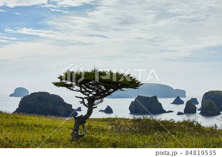 Kuril Islands, beautiful larch tree on background sky and bay. 84819535