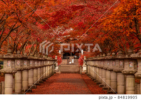 高山寺の紅葉 84819905