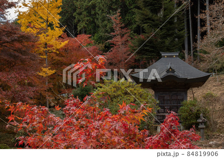 高山寺の紅葉 84819906