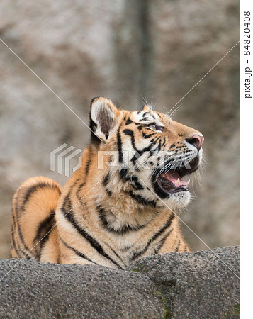 見上げるアムールトラの子 84820408