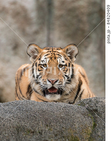 アムールトラの子の正面 84820409