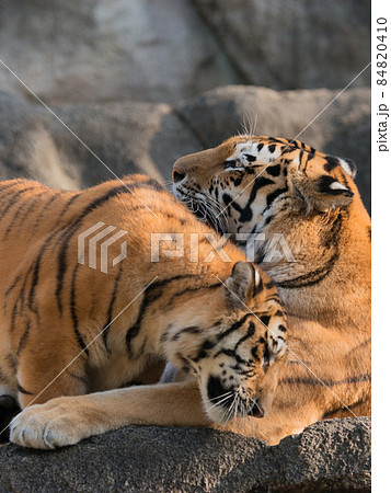子に押されるアムールトラの母 84820410