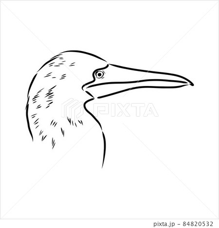 The blue-footed booby Line drawing. Black and white illustration. Vector. 84820532
