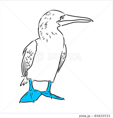 The blue-footed booby Line drawing. Black and white illustration. Vector. 84820533