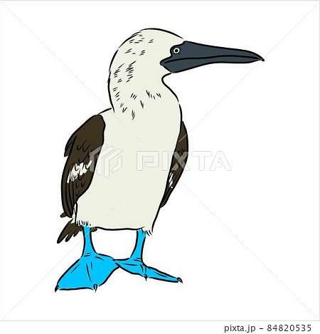 The blue-footed booby Line drawing. Black and white illustration. Vector. 84820535