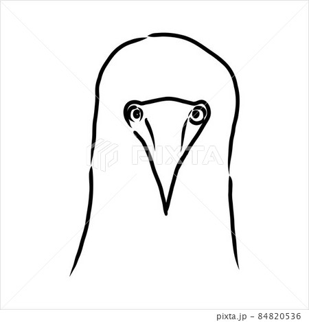 The blue-footed booby Line drawing. Black and white illustration. Vector. 84820536
