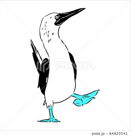 The blue-footed booby Line drawing. Black and white illustration. Vector. 84820541