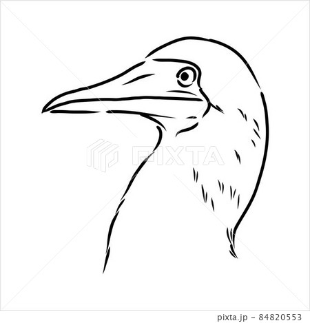 The blue-footed booby Line drawing. Black and white illustration. Vector. 84820553