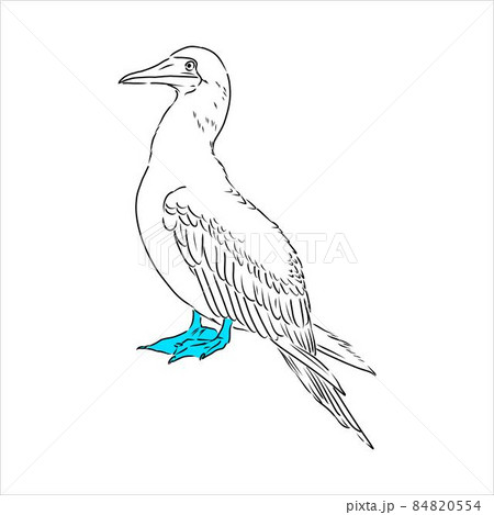 The blue-footed booby Line drawing. Black and white illustration. Vector. 84820554