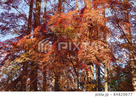 神奈川県川崎市の紅葉の名所生田緑地の秋 神奈川県川崎市の紅葉の名所生田緑地の秋 84820677