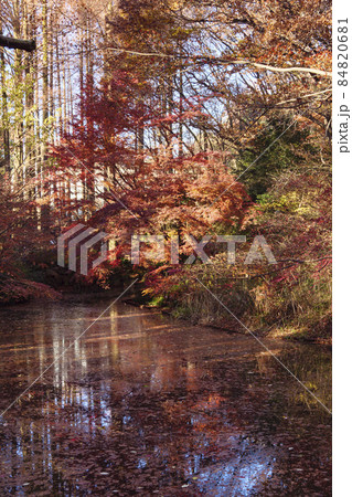 神奈川県川崎市の紅葉の名所生田緑地の秋 神奈川県川崎市の紅葉の名所生田緑地の秋 84820681