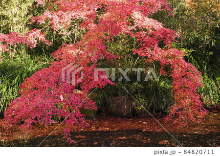 神奈川県川崎市の紅葉の名所生田緑地の秋 84820711