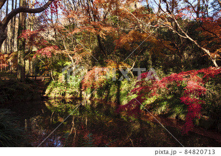 神奈川県川崎市の紅葉の名所生田緑地の秋 神奈川県川崎市の紅葉の名所生田緑地の秋 84820713