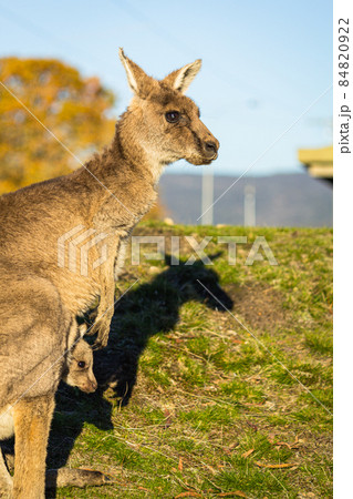 オーストラリアの野生のカンガルー 84820922