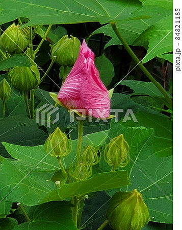 花びらが閉じているピンクのスイフヨウ 花びらが閉じているピンクのスイフヨウ 84821185