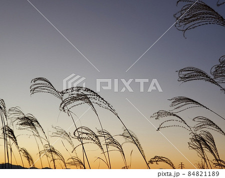 夕暮れにそよぐすすきのシルエット 84821189