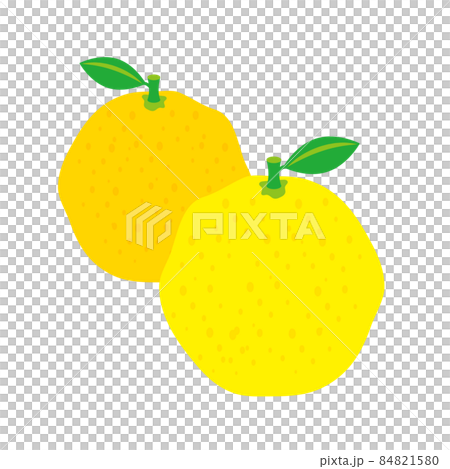 柚子的插圖 柚子的插圖 84821580