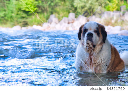 川に入るセントバーナード の写真素材