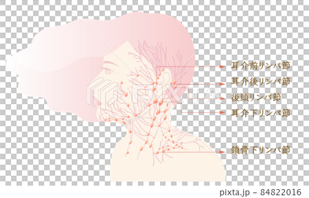 リンパ・リンパ管・リンパ節 リンパ・リンパ管・リンパ節 84822016