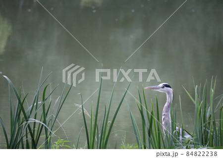 自然の中のアオサギ 84822238
