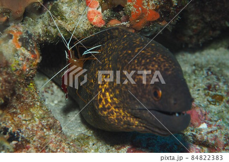 クリーニング　ドクウツボ　エビ　水中写真 84822383