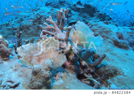 ハダカハオコゼ　ペア　水中写真 84822384