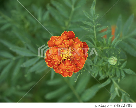 One large marigold flower, close-up shot, top view. One large marigold flower, close-up shot, top view. 84822789
