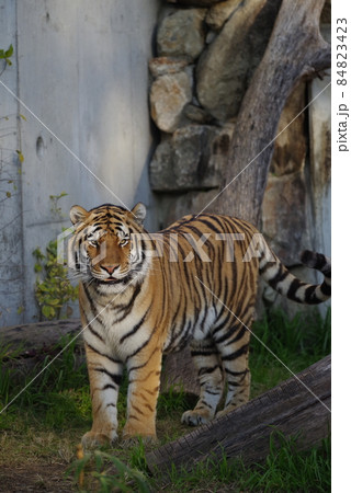 天王寺動物園の虎 84823423