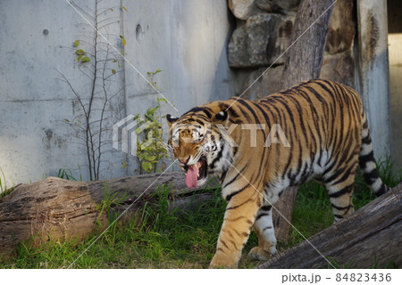 天王寺動物園の虎 天王寺動物園の虎 84823436