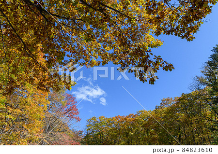 ミズナラの紅葉 84823610