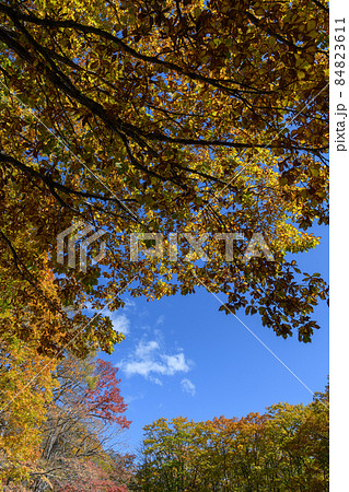ミズナラの紅葉 84823611