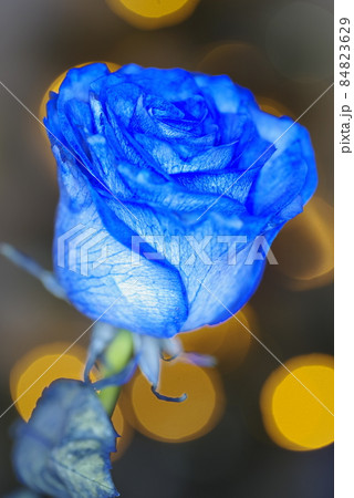 バラ青　青い水を吸わせて青色に染めたバラの花が咲いています。 84823629