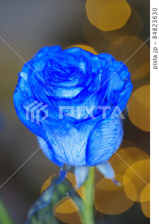 バラ青　青い水を吸わせて青色に染めたバラの花が咲いています。 84823630