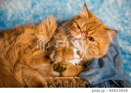 Red Persian cat with lantern on Christmas Red Persian cat with lantern on Christmas 84823640