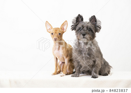 微笑むケアーンテリアとロシアントイテリア 微笑むケアーンテリアとロシアントイテリア 84823837