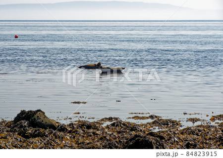 Common Seal on the shore of the Isle of Arran Common Seal on the shore of the Isle of Arran 84823915