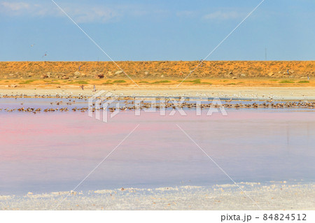 Flock of birds on the pink salty Syvash lake in Kherson region, Ukraine Flock of birds on the pink salty Syvash lake in Kherson region, Ukraine 84824512
