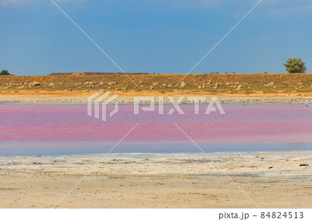 Flock of birds on the pink salty Syvash lake in Kherson region, Ukraine Flock of birds on the pink salty Syvash lake in Kherson region, Ukraine 84824513