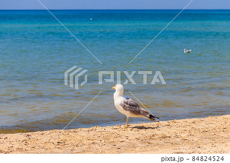 Seagull on a sandy beach of the Black sea 84824524