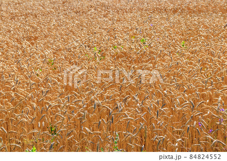Field of ripe golden wheat close-up Field of ripe golden wheat close-up 84824552
