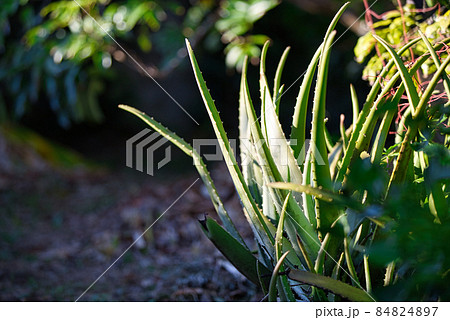 アロエベラ 84824897