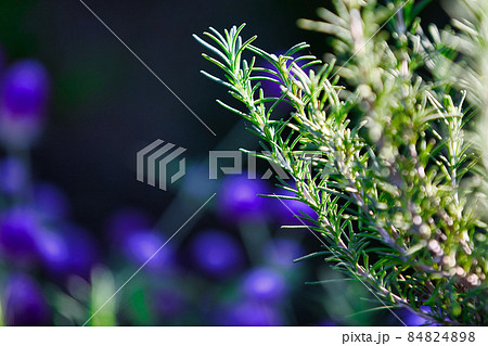 ローズマリー ローズマリー 84824898